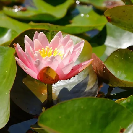 キャンプ場 Domaine La Faix, La Chouette